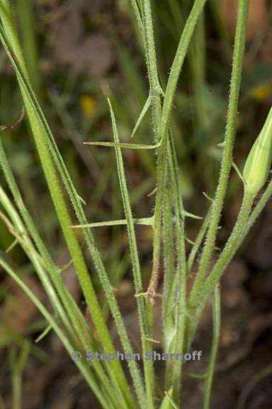 uropappus lindleyi 7 graphic